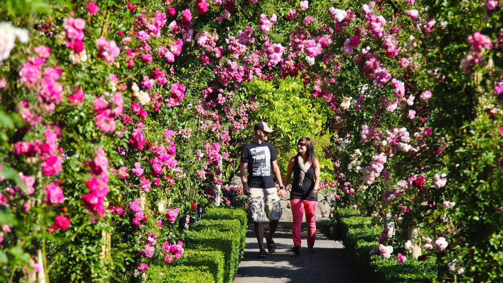 Butchart Gardens showing a garden as well as a couple