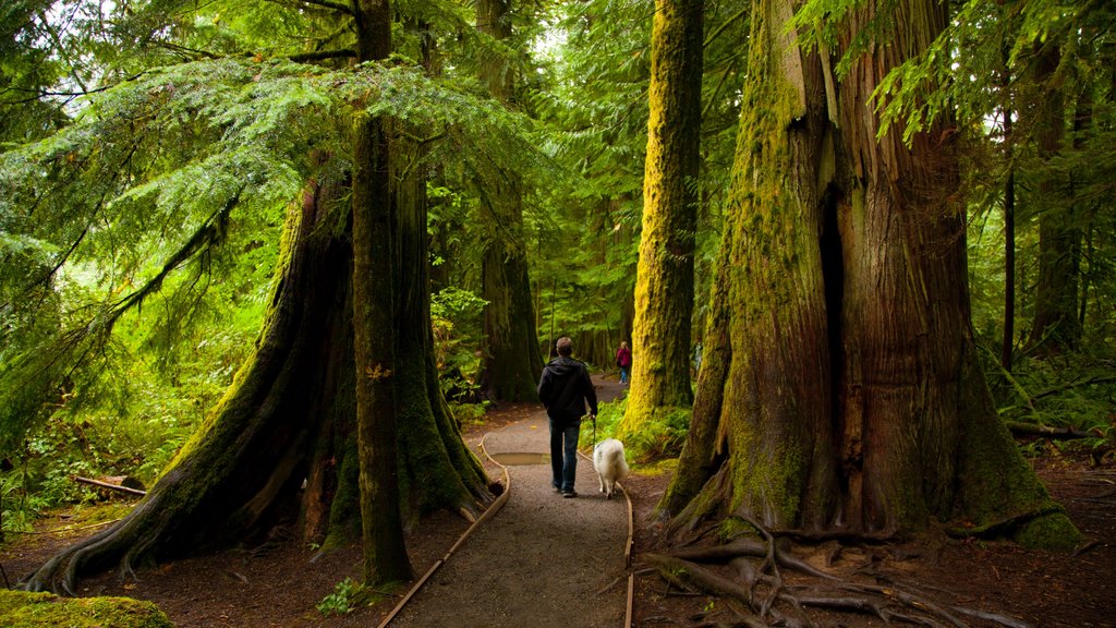 MacMillan Provincial Park which includes forest scenes as well as an individual male