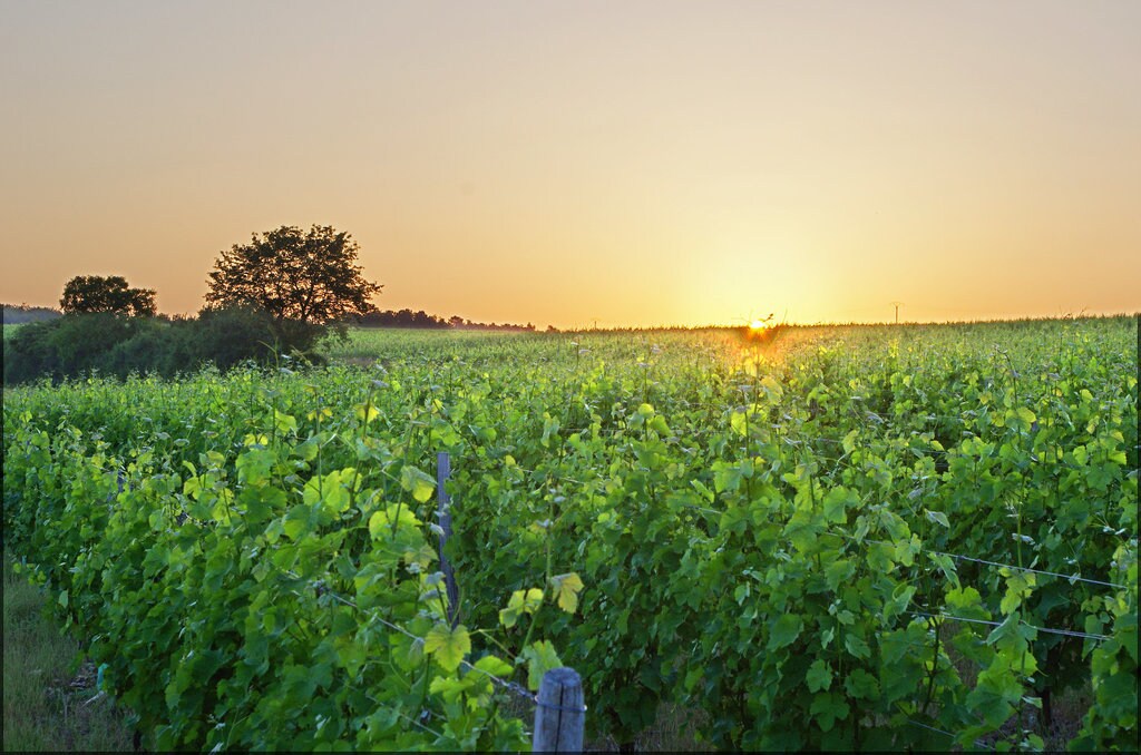Vignoble_Loire_CC.jpg?1567763782