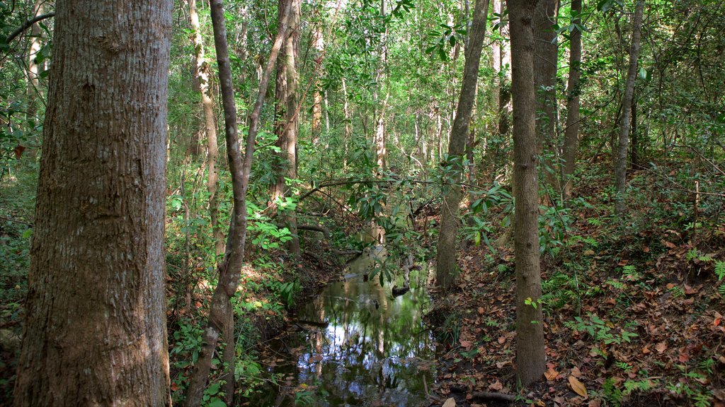 Myrtle Beach State Park montrant zone humide et scènes forestières