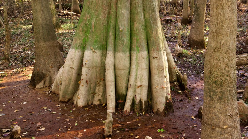 Parque Nacional Congaree mostrando pantano