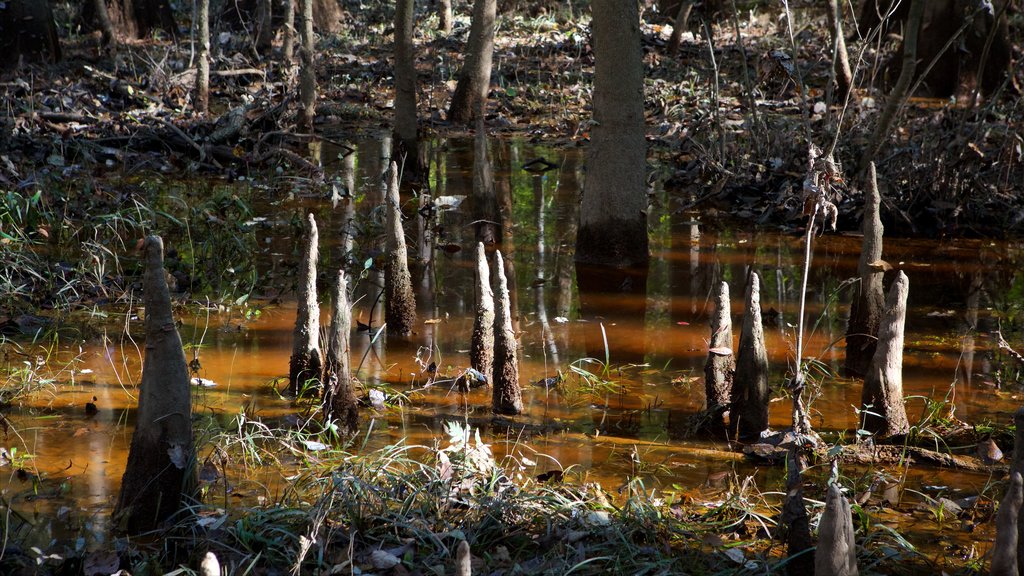 Congaree nasjonalpark fasiliteter samt myr