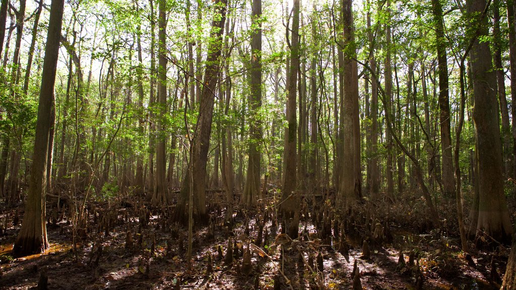 Congaree nasjonalpark fasiliteter samt skog og myr