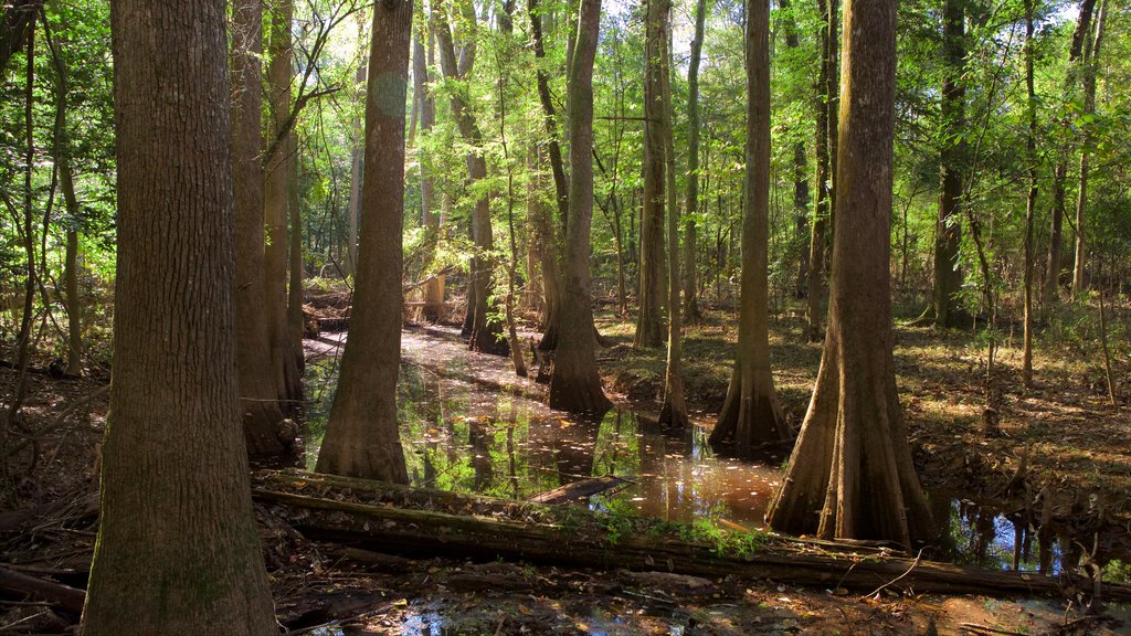 Congaree Nationalpark som viser vådområde