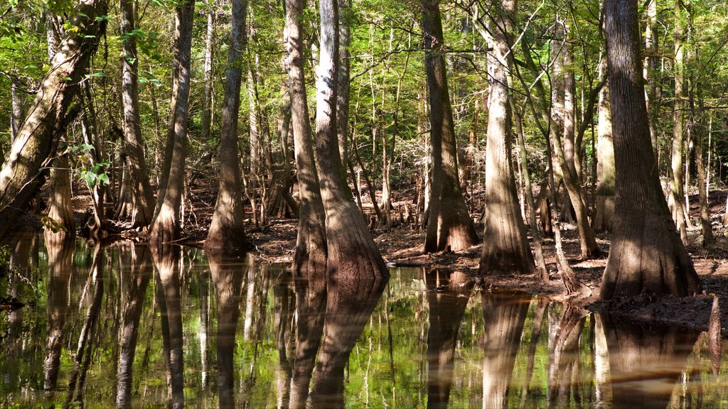 Congaree nasjonalpark fasiliteter samt myr