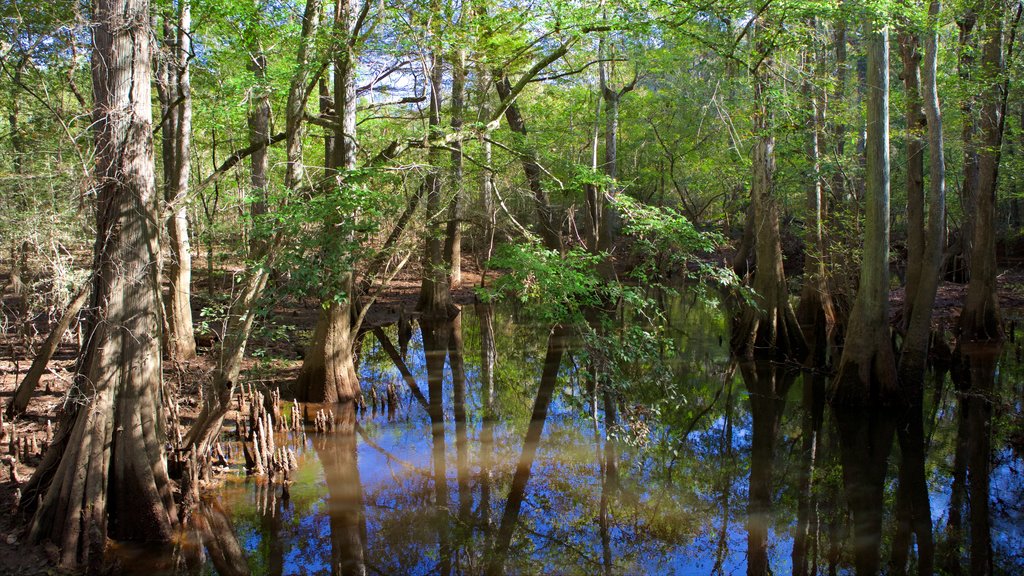 Congaree nasjonalpark fasiliteter samt myr