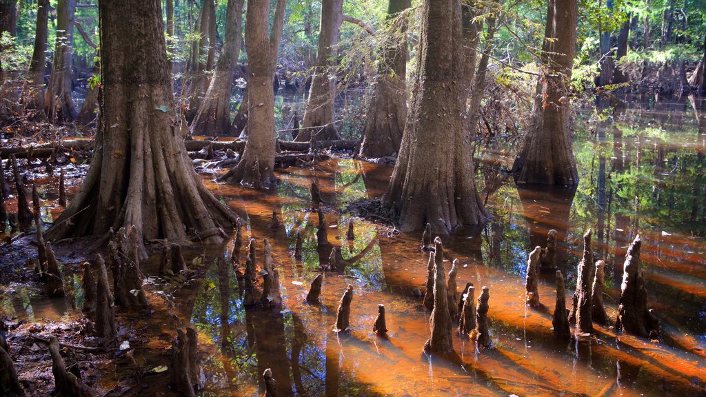 Congaree National Park showing wetlands