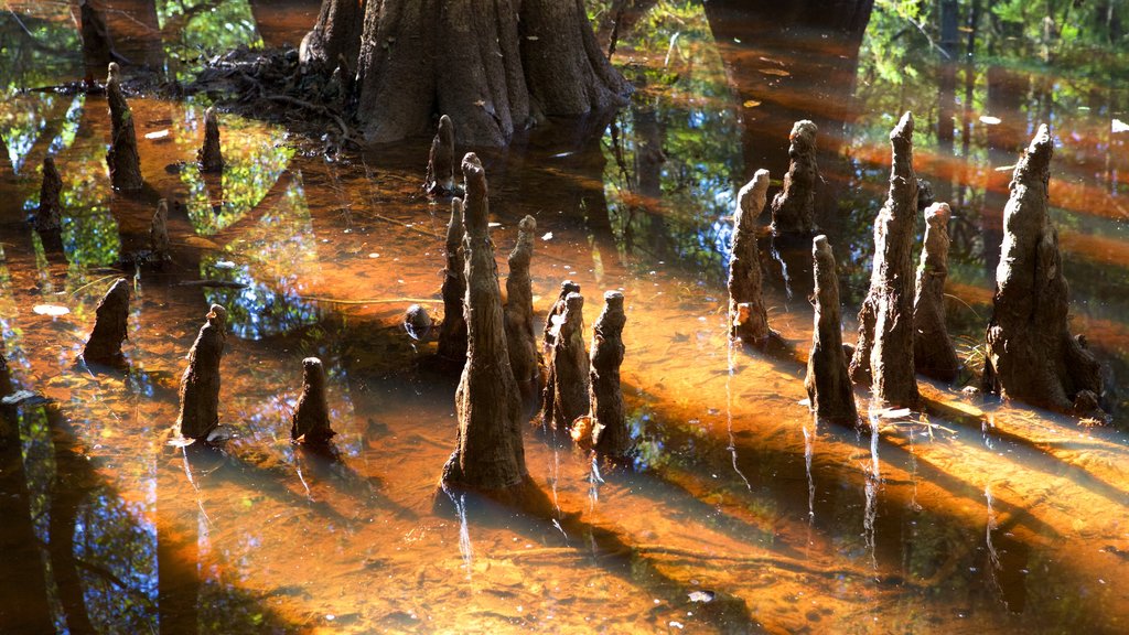 Congaree Nationalpark som viser vådområde