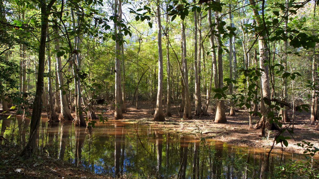 Congaree nasjonalpark som viser myr