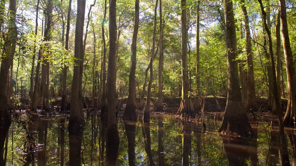 Congaree National Park which includes wetlands