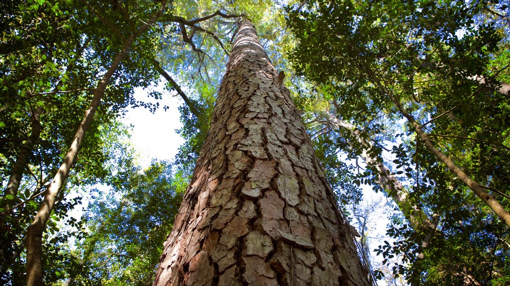 Parque Nacional Congaree ofreciendo imágenes de bosques