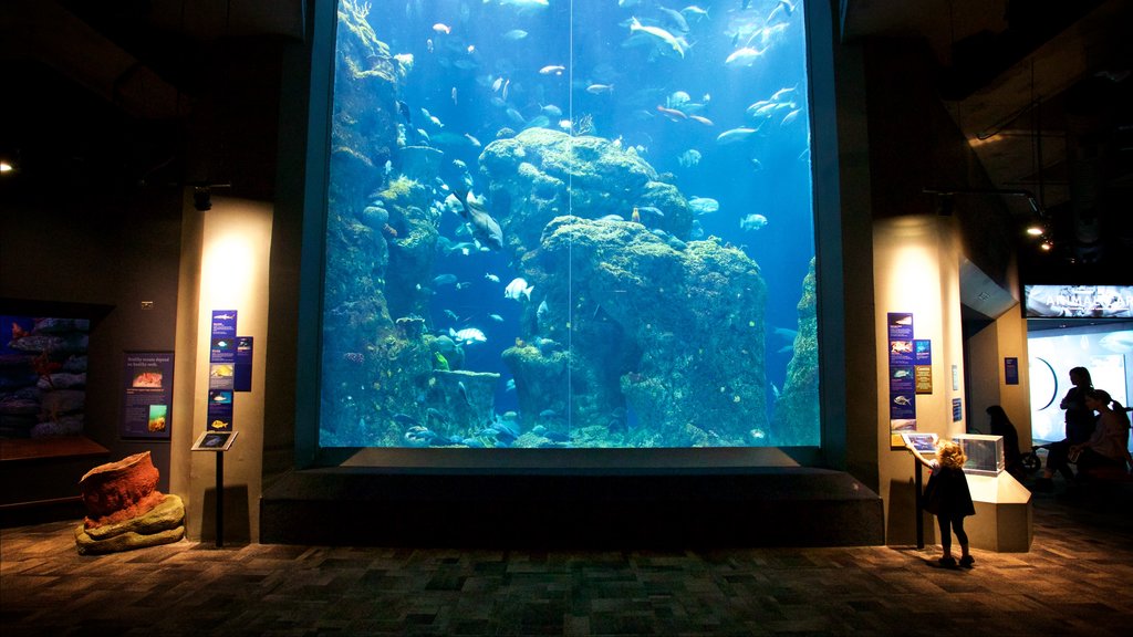 South Carolina Aquarium mostrando vida marina y vistas de interior