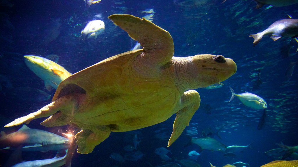 South Carolina Aquarium showing marine life