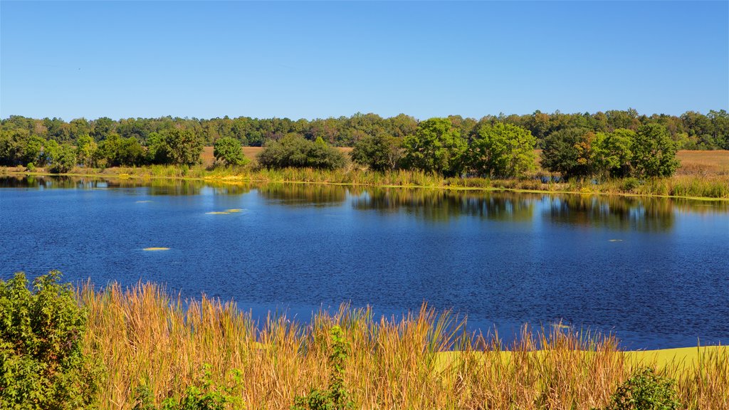 Middleton Place toont een meer of poel en wetlands