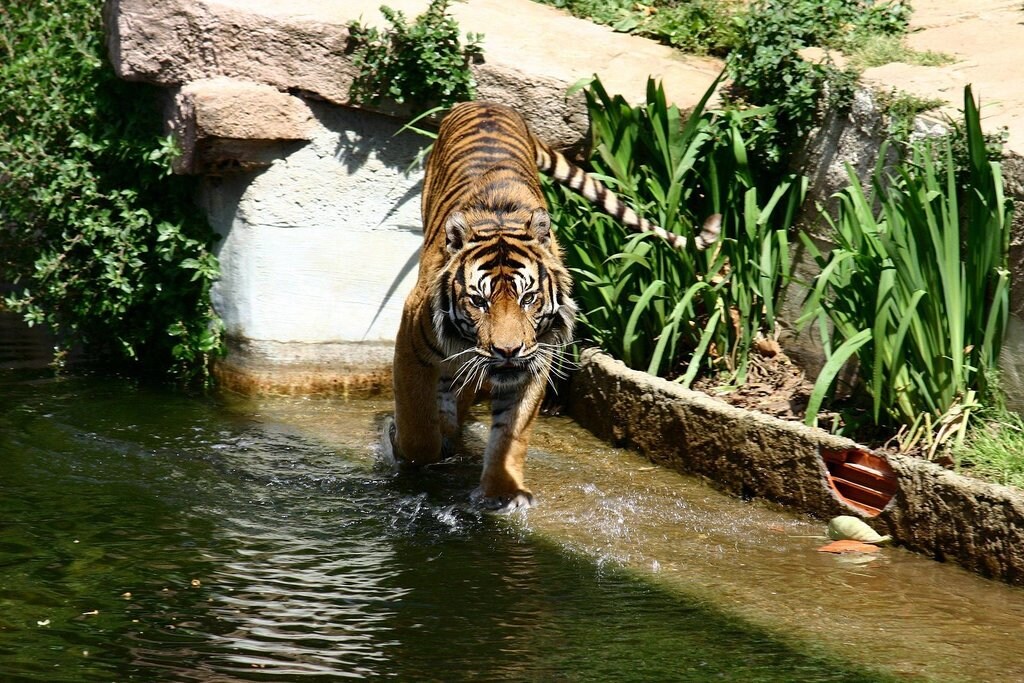 Barcelona.Zoologico.Tigre.jpg?1569328055