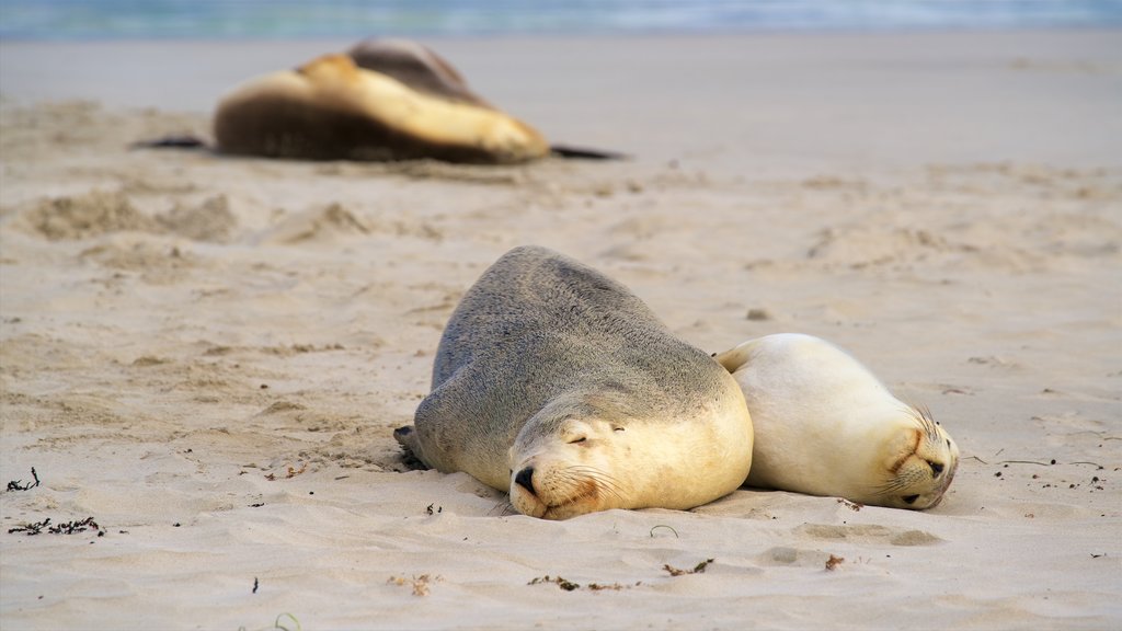 Seal Bay Conservation Park featuring a sandy beach and marine life