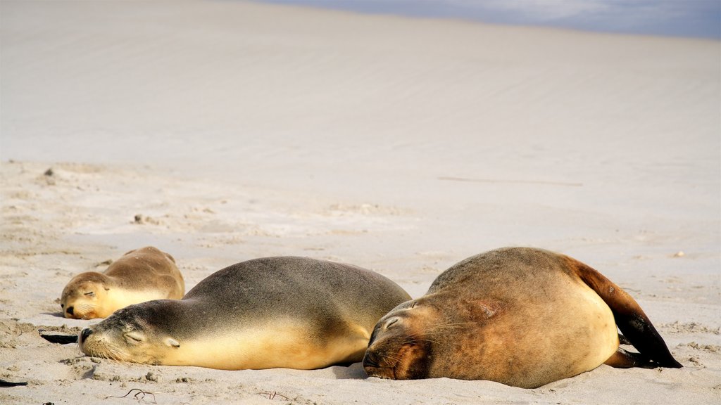 Seddon montrant vie marine et plage de sable