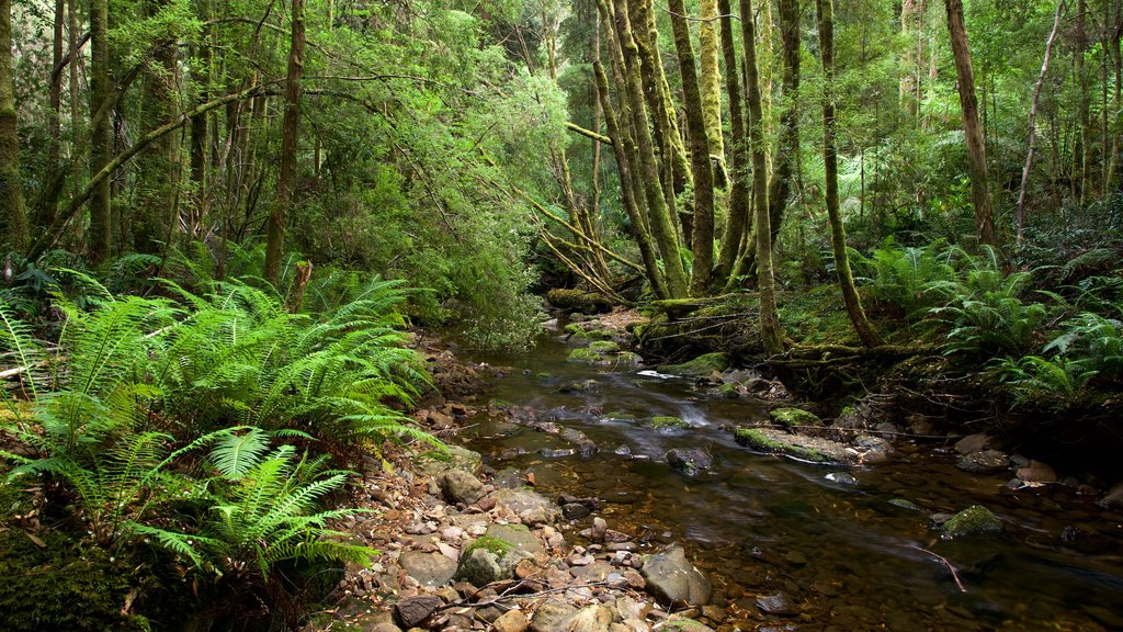 Queenstown que inclui um rio ou córrego e cenas de floresta