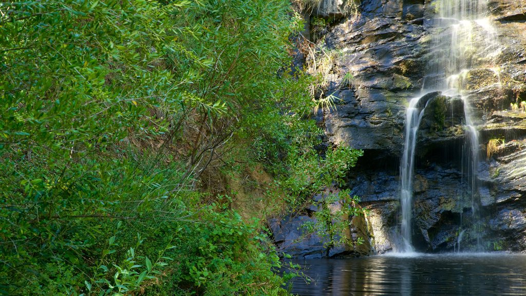 Waterfall Gully featuring a cascade and a river or creek