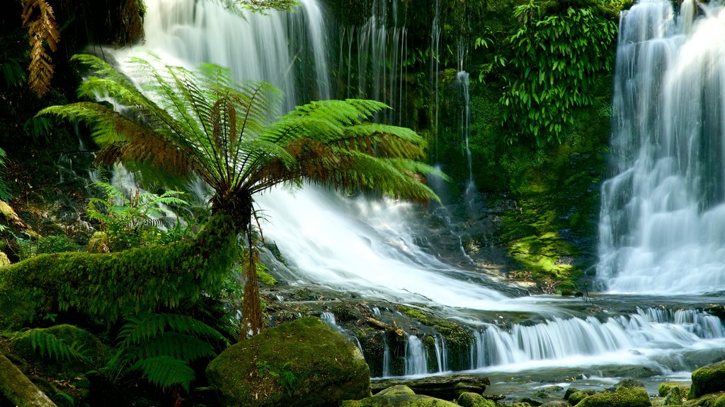 Mt. Field National Park inclusief een cascade