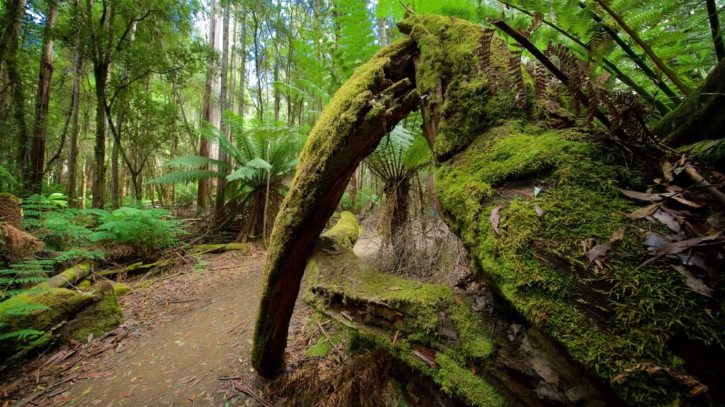 Mt. Parque Nacional Field mostrando escenas forestales