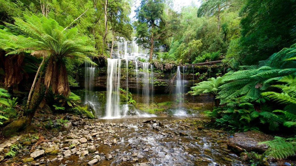 Mt. Field National Park which includes forest scenes and a waterfall