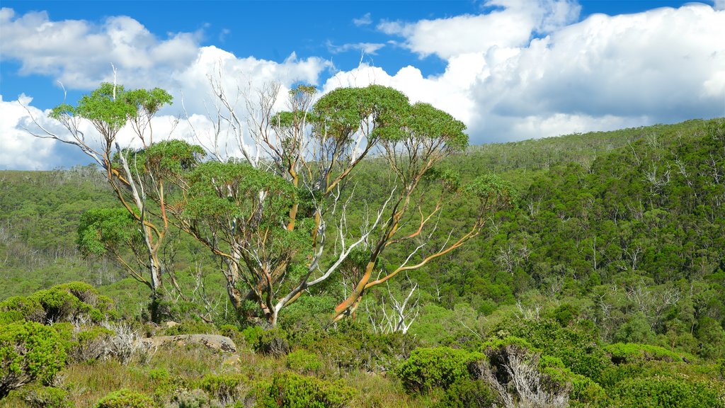 Mt. Field National Park featuring tranquil scenes