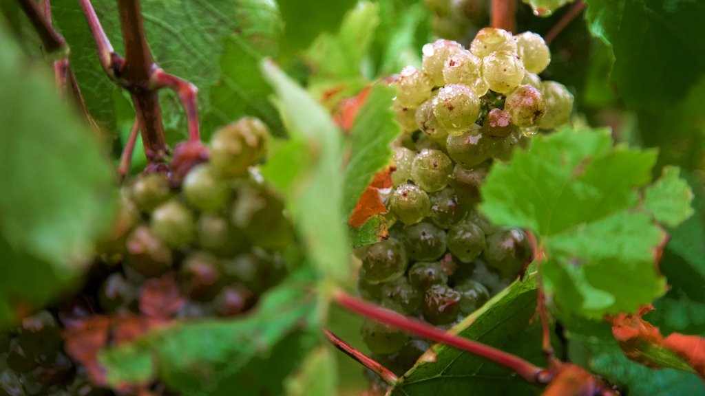 Weingut Katnook Estate