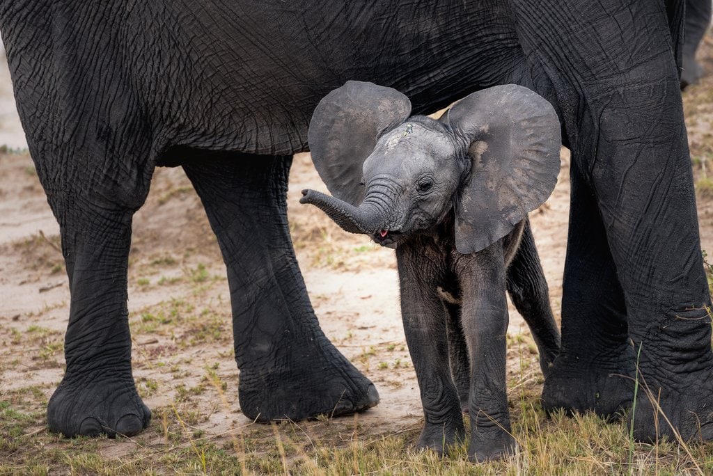 Chobe_National_Park.jpg?1554573785