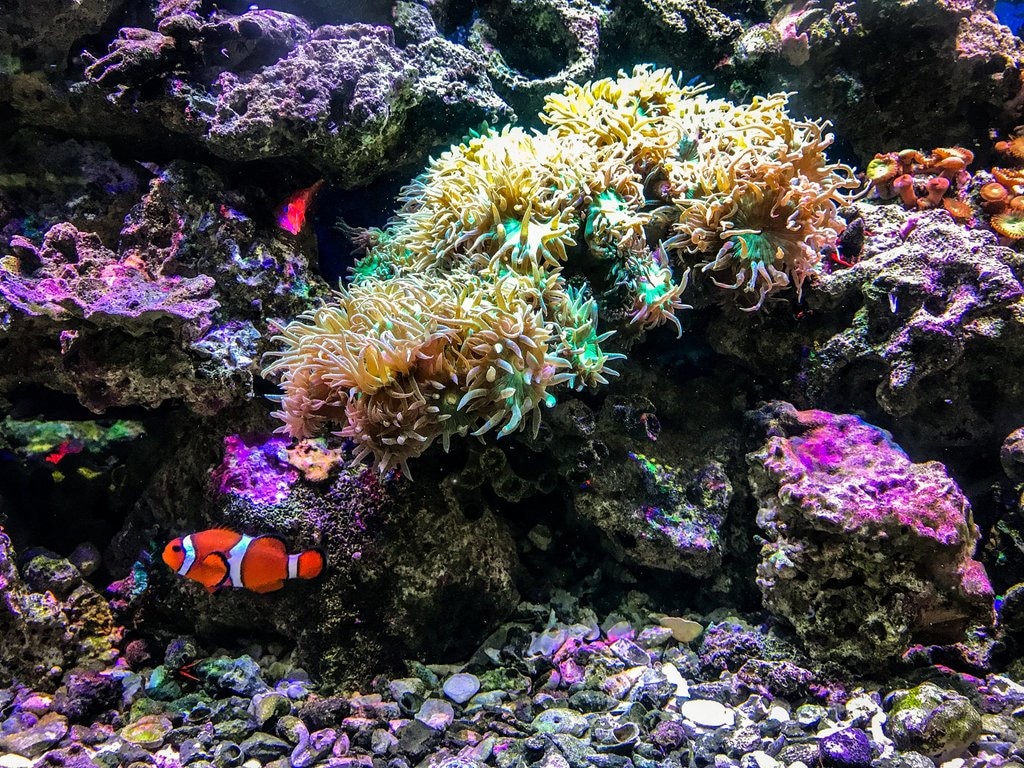 Great_Barrier_Reef.jpg?1554574446