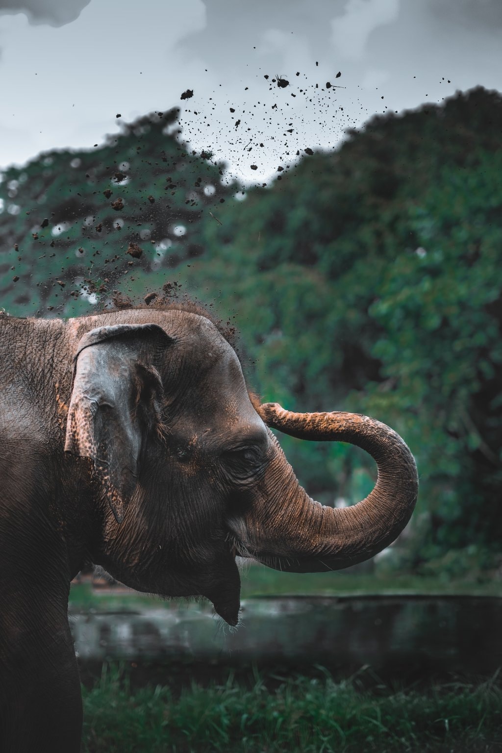 Chiang_Mai_Elephant_Park.jpg?1554593788