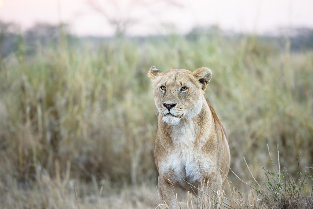Serengeti_National_Park.jpg?1554573855