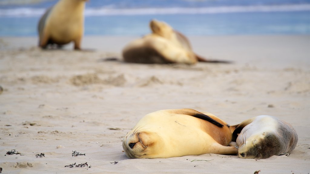 Seddon which includes general coastal views, marine life and a sandy beach