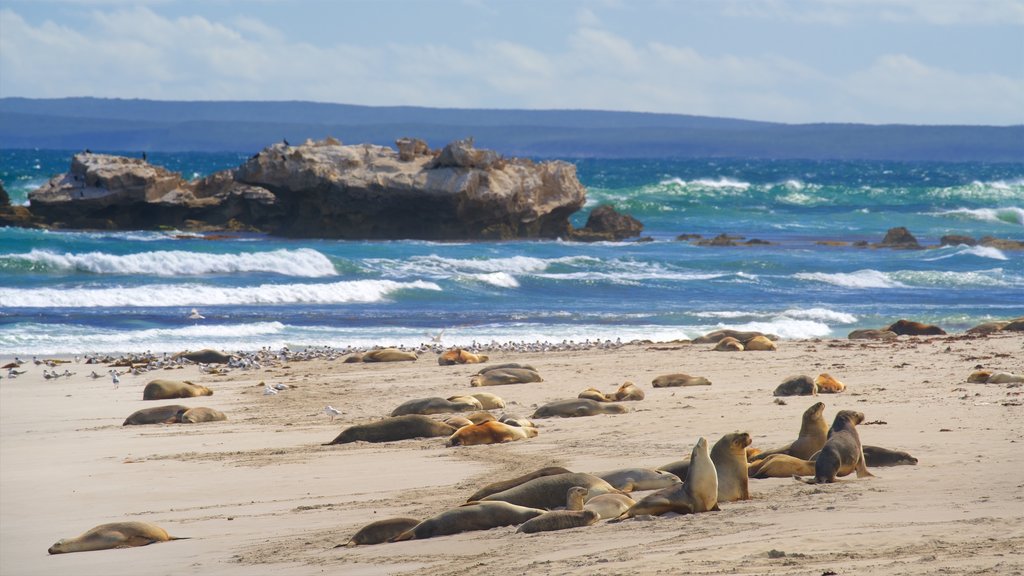 Seddon featuring marine life, a sandy beach and general coastal views