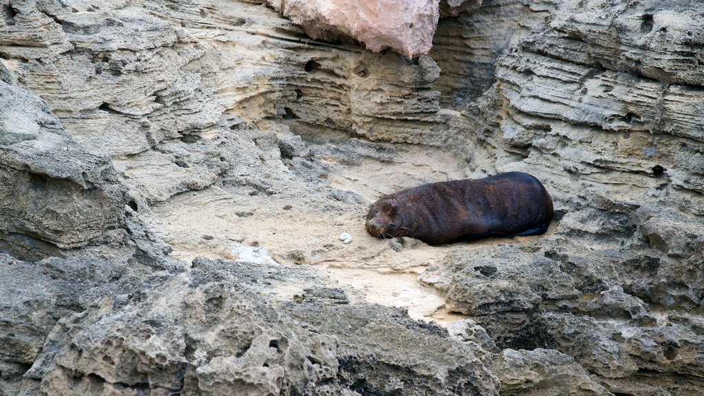 Obelisk Robe yang mencakup kehidupan laut