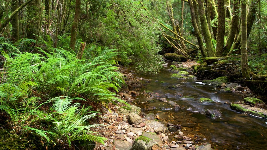 Queenstown featuring rainforest and a river or creek