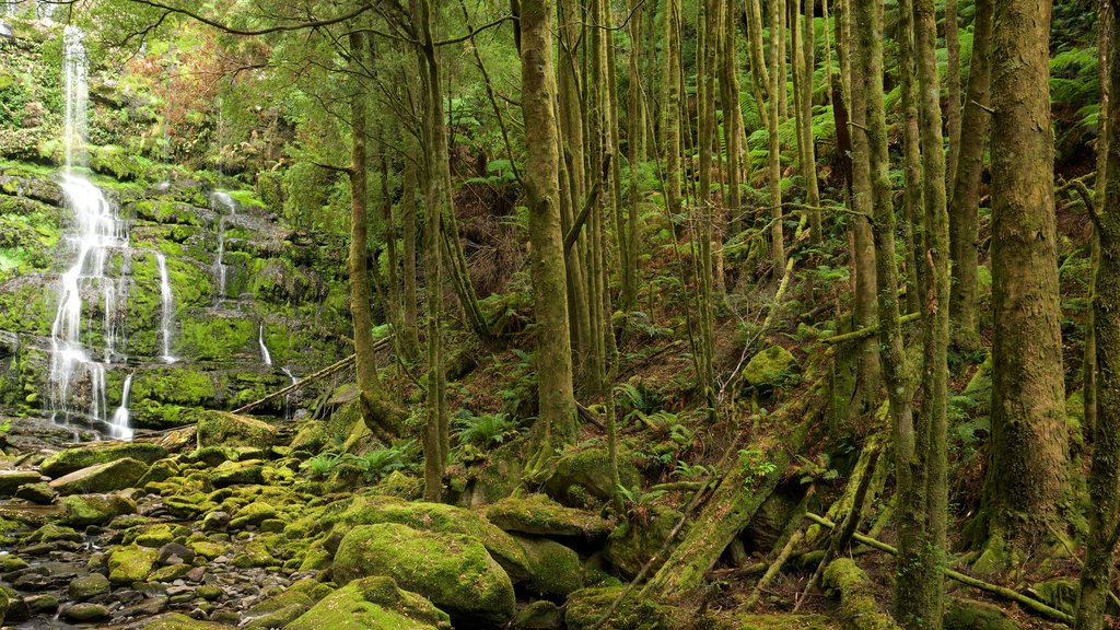 Queenstown que inclui floresta tropical e uma cachoeira