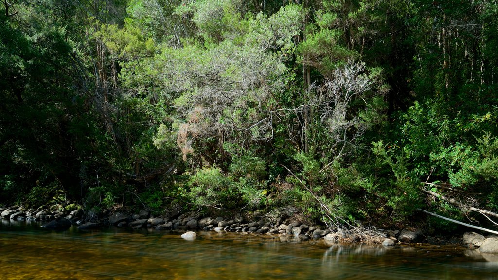 Queenstown mostrando un río o arroyo y imágenes de bosques