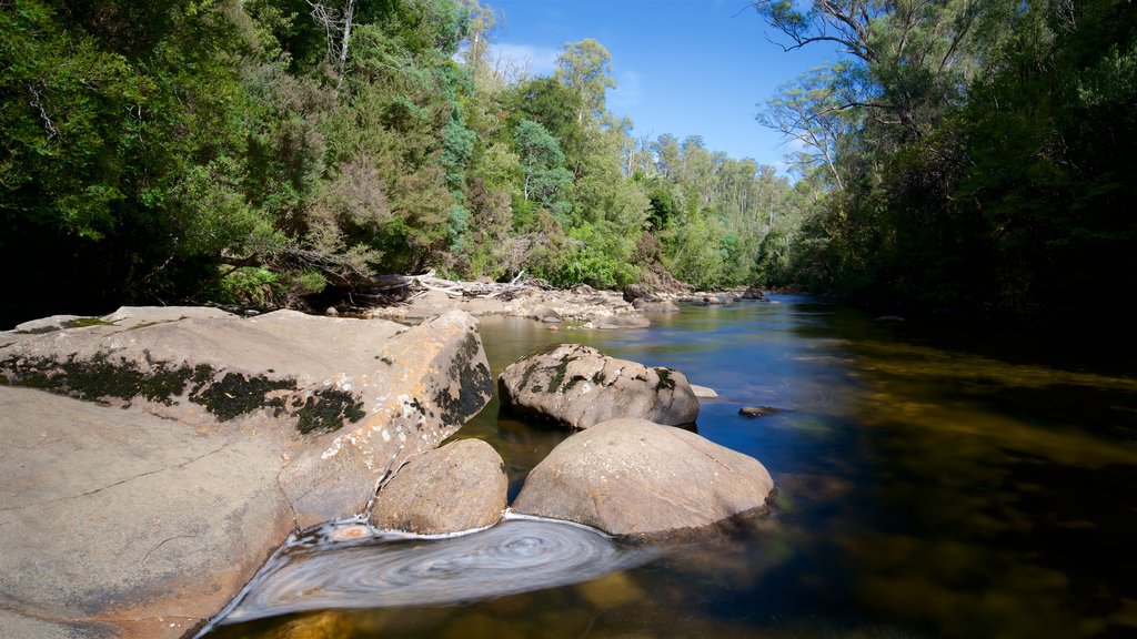 Queenstown showing forests and a river or creek