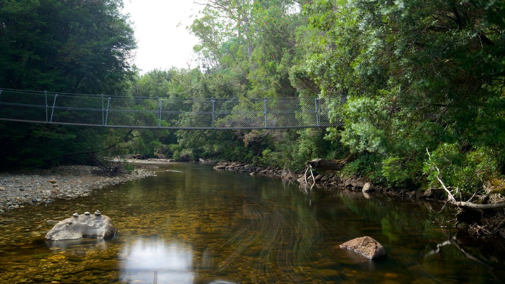 Queenstown inclusief bos, een rivier of beek en een hangbrug of boomtoppenpad