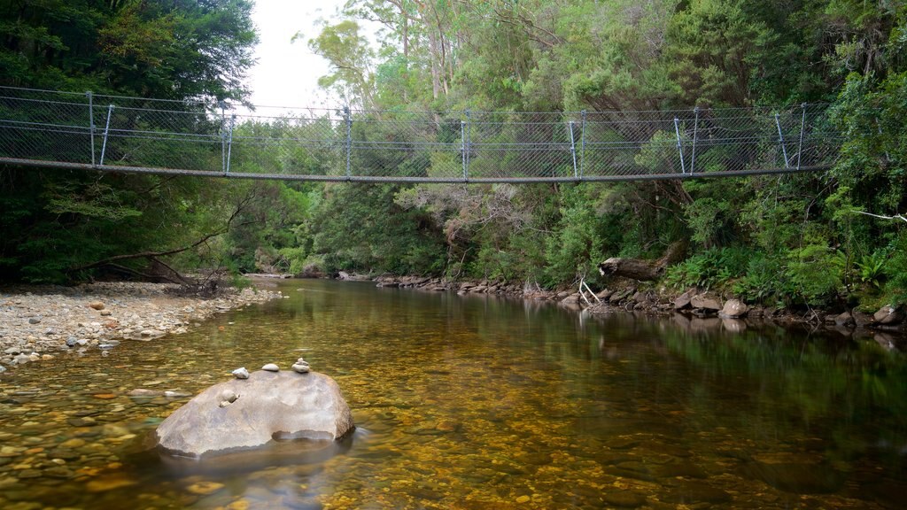 Queenstown featuring forest scenes, a suspension bridge or treetop walkway and a river or creek