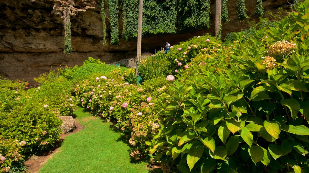 Mount Gambier bevat een tuin en bloemen