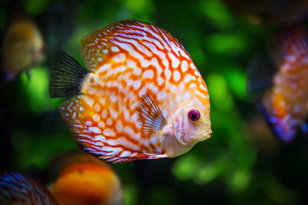 discus-fish-1943755_1920.jpg?1572380998