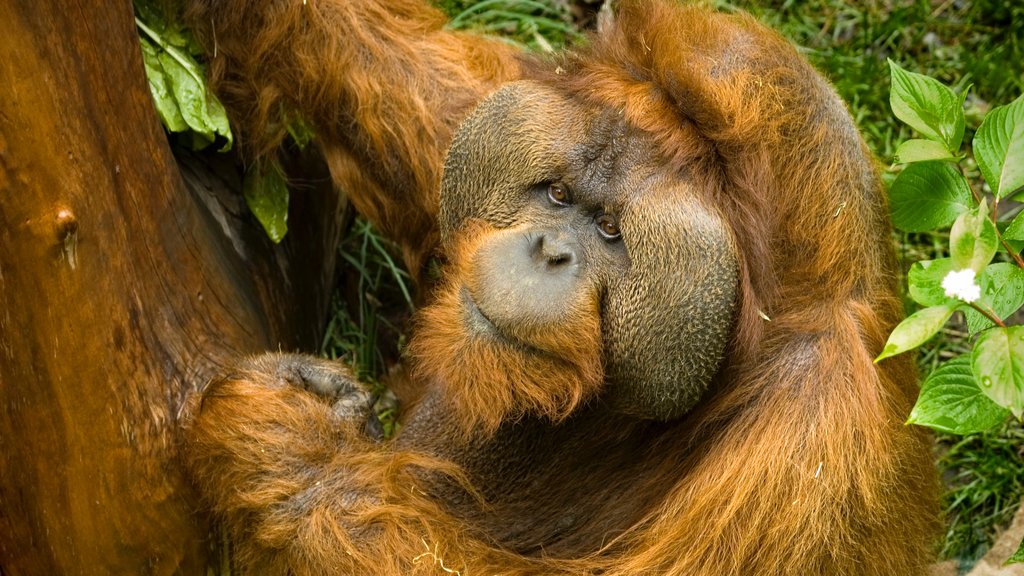 Woodland Park Zoo que inclui animais de zoológico e animais terrestres