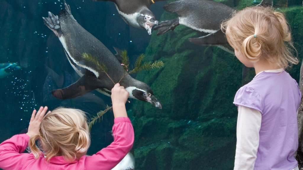 Woodland Park Zoo showing marine life and zoo animals as well as children