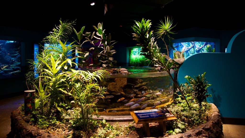 Newport Aquarium showing interior views and marine life