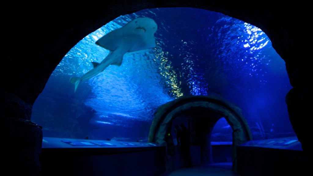 紐波特水族館