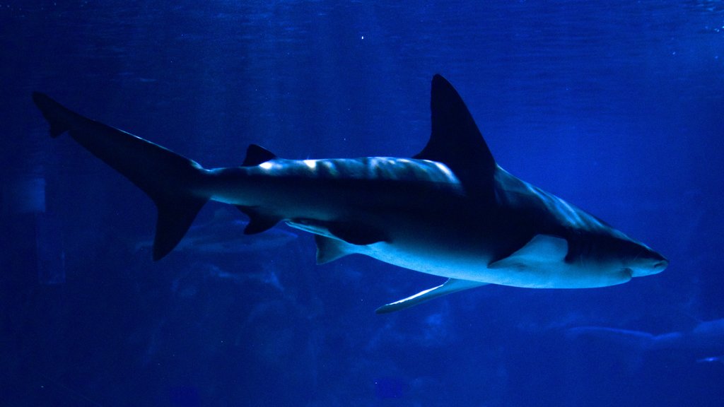 Newport Aquarium 设有 海洋生物