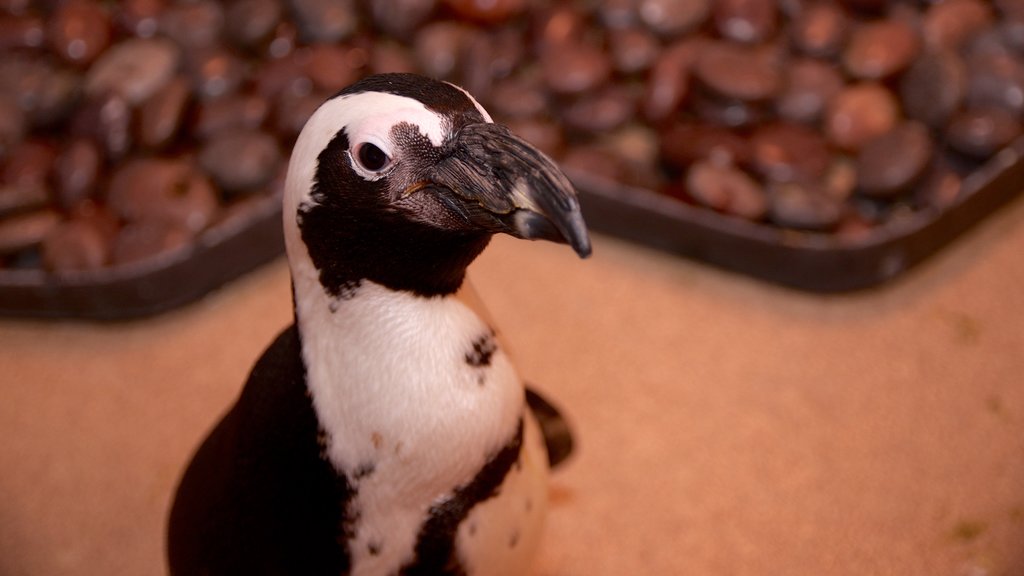 Newport Aquarium which includes marine life and cuddly or friendly animals