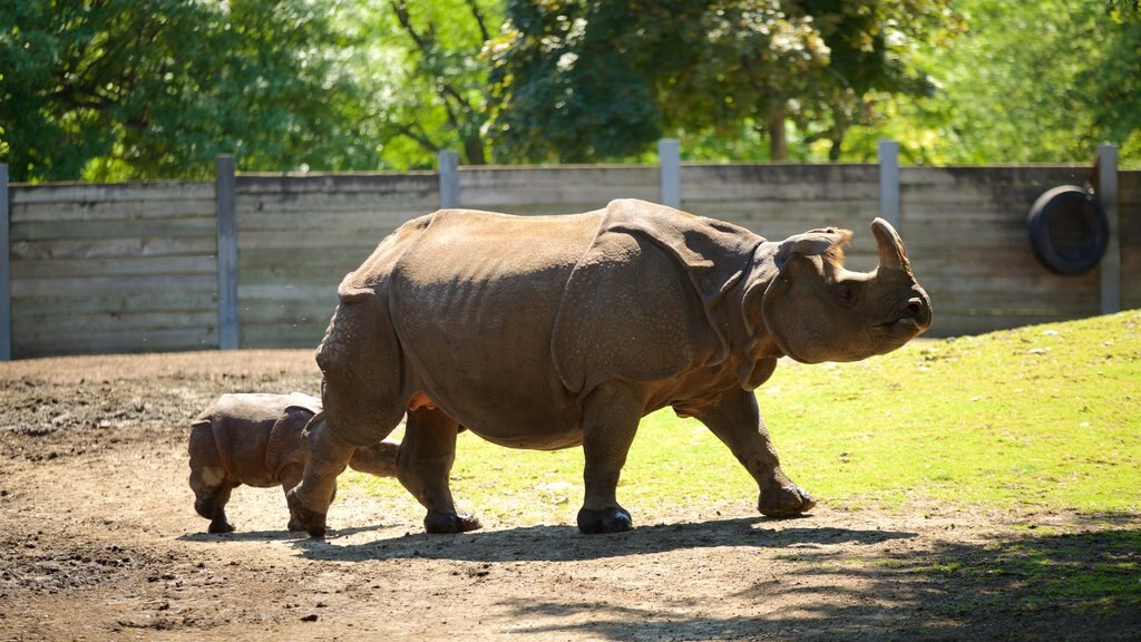 Buffalo dyrepark fasiliteter samt dyrehagedyr og landdyr